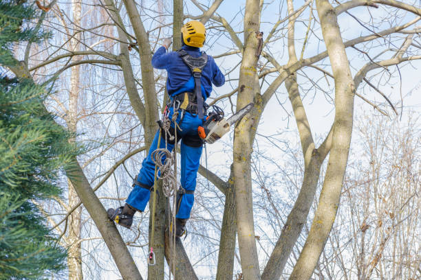 How Our Tree Care Process Works  in  Coalinga, CA