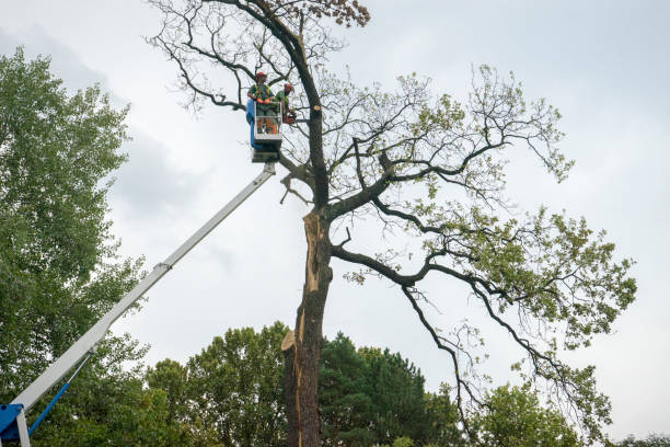 Trusted Coalinga, CA Tree Care Experts