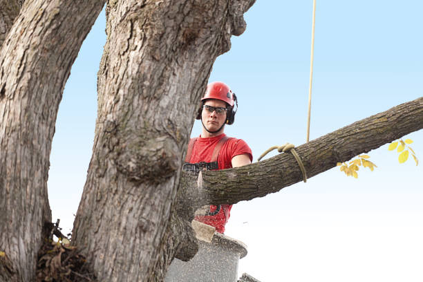 How Our Tree Care Process Works  in  Coalinga, CA